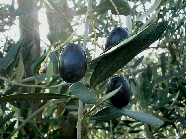Olea europaea / Ulivo